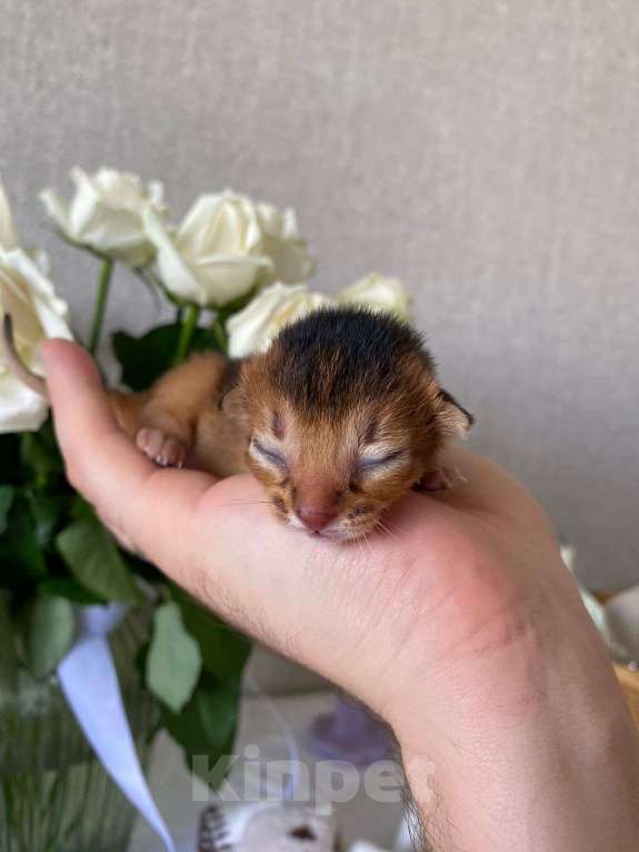 Кошки в Ростове-на-Дону: Абиссинский котёнок девочка - Ракета, цвет Rudy из питомника с документами Девочка, 95 000 руб. - фото 6