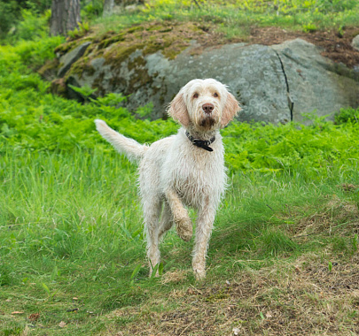 Итальянский спиноне