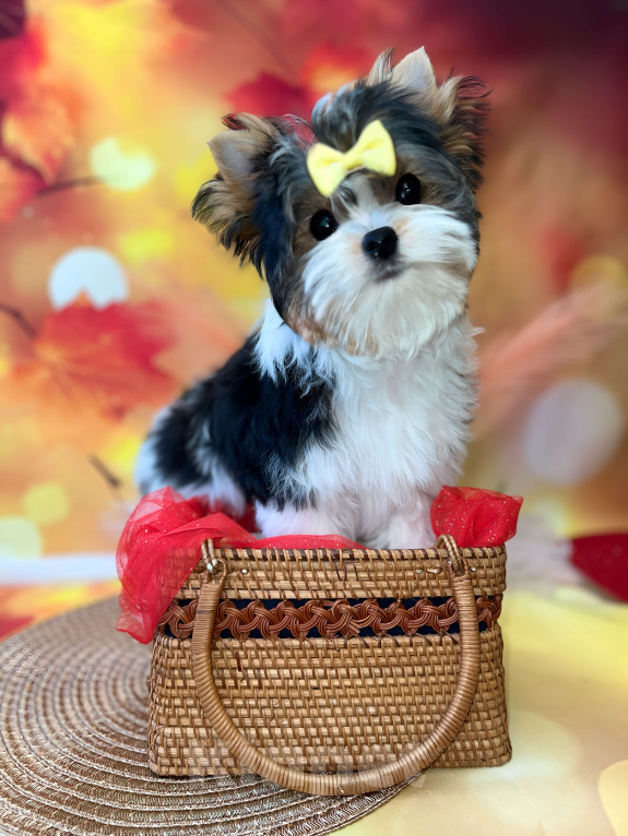 Собаки в Москве: Очень красивый щенок бивер терьер, 4 месяца Мальчик, Бесплатно - фото 1