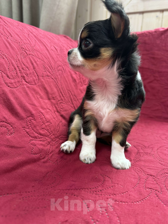 Собаки в других городах Московской области: Девочка чихуахуа Герда Девочка, 50 000 руб. - фото 2