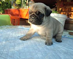 Собаки в Калуге: Продажа щенков Мопса Мальчик, 25 000 руб. - фото 2