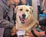 Собаки в Москве: Очень добрый и ласковый молодой пес Мартын в добрые руки Мальчик, 10 руб. - фото 3