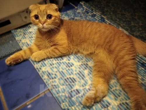 Кошки в Воронеже: Особенная кошечка Бося в добрые руки Девочка, Бесплатно - фото 8