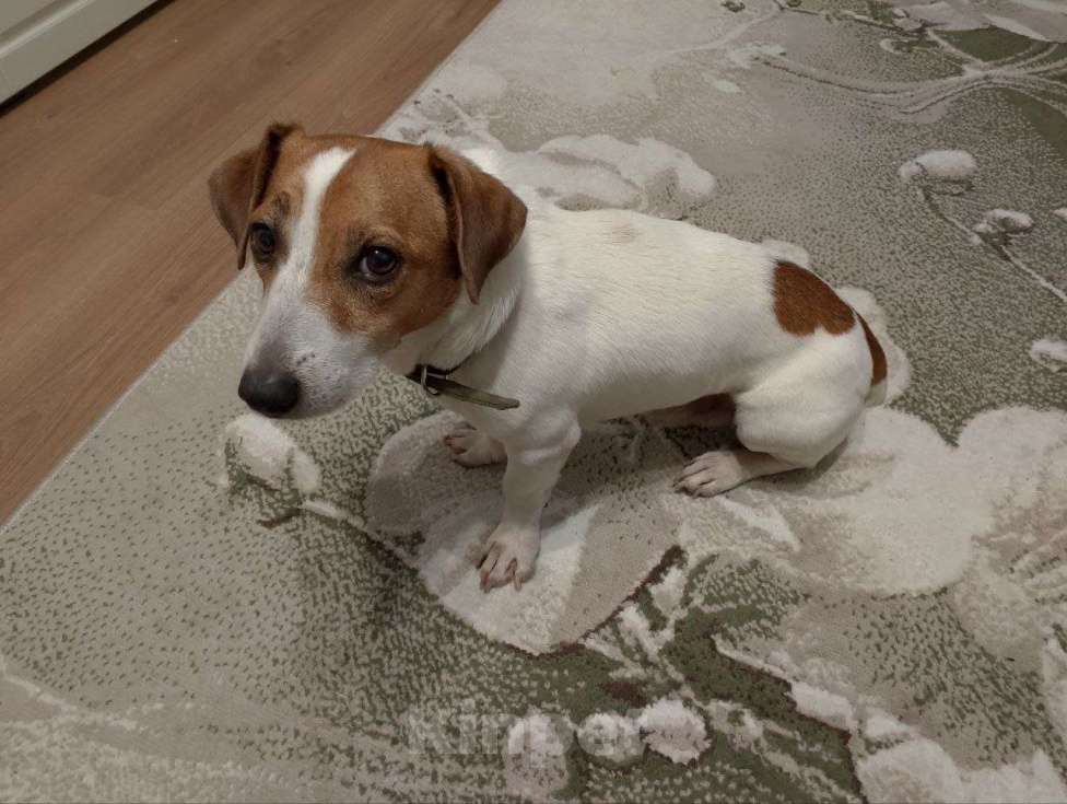 Собаки в Воронеже: Вязка собаки Мальчик, Бесплатно - фото 2