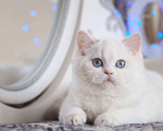 Кошки в Москве: Британский котенок Вьюга Девочка, 140 000 руб. - фото 4