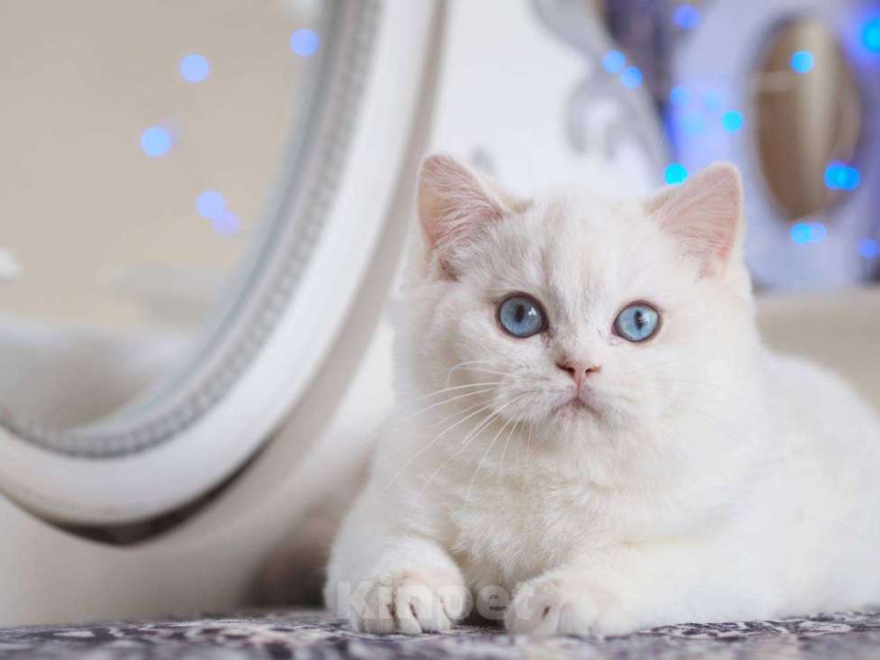 Кошки в Москве: Британский котенок Вьюга Девочка, 140 000 руб. - фото 4