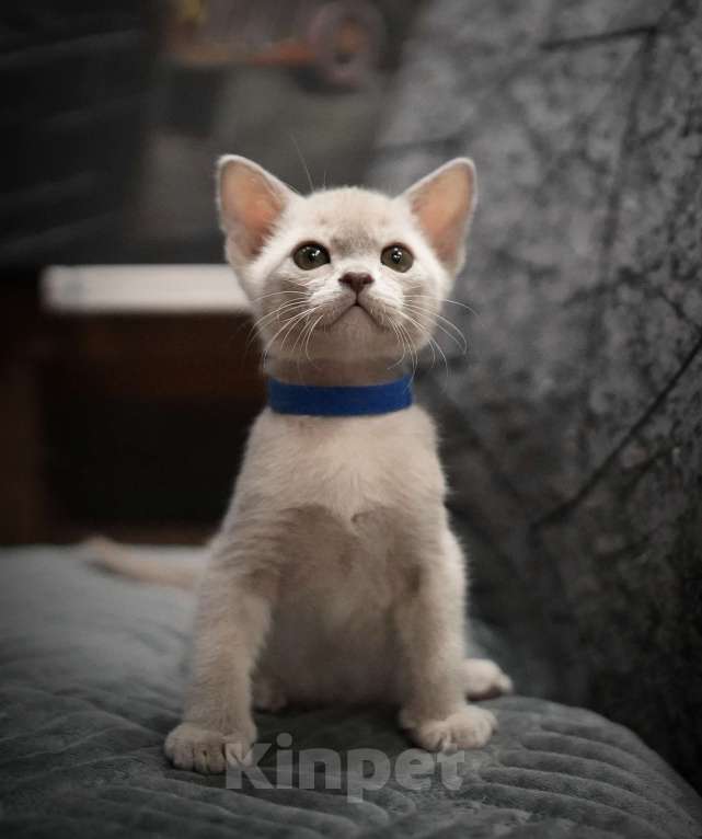 Кошки в Подольске: Котята Бурмы Разнополые, 70 000 руб. - фото 5