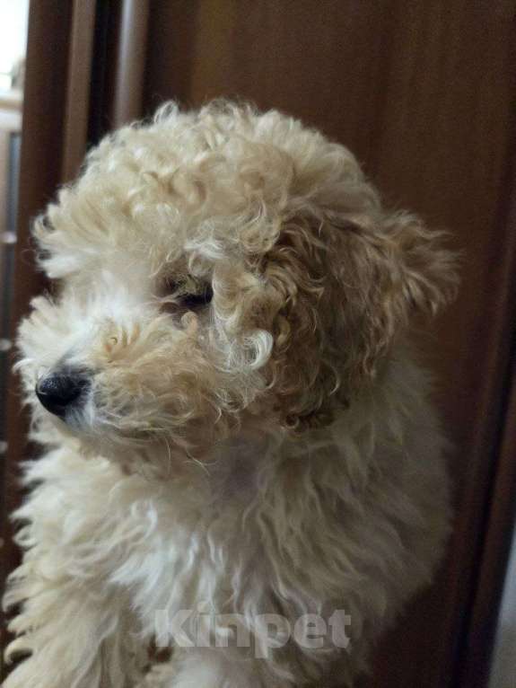 Собаки в Москве: Малыши Мальтипу Мальчик, Бесплатно - фото 6