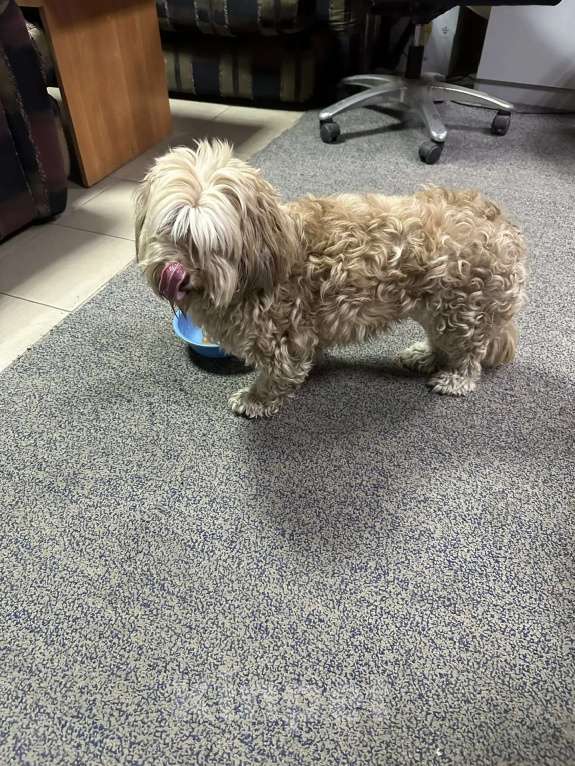 Собаки в Ростове-на-Дону: Ищу хозяина Девочка, Бесплатно - фото 4