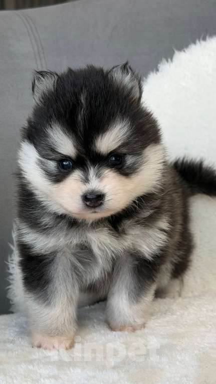 Собаки в Санкт-Петербурге: Девочка помски Девочка, 70 000 руб. - фото 1