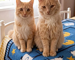Кошки в Санкт-Петербурге: Котики Девочка, Бесплатно - фото 2