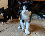Кошки в Шелехове: Отдам котенка Девочка, Бесплатно - фото 2