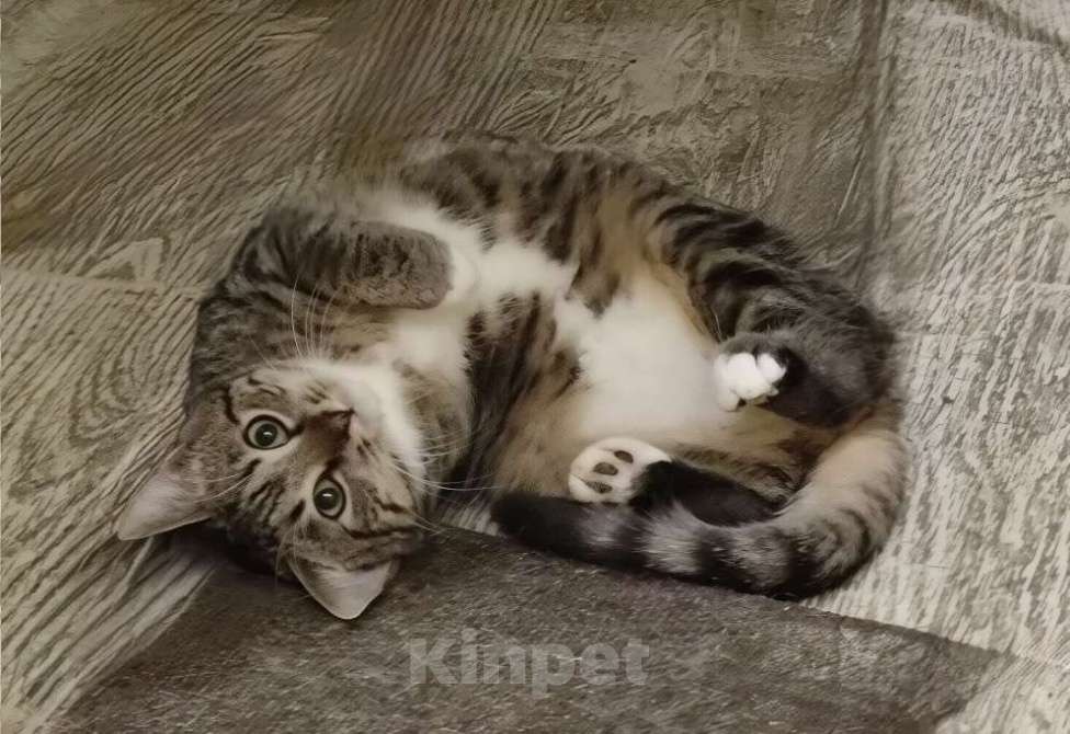 Кошки в Санкт-Петербурге: Котенок девочка Анфиса.  Девочка, Бесплатно - фото 1