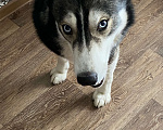 Собаки в Ликино-Дулево: Ищу добрые руки Мальчик, Бесплатно - фото 2