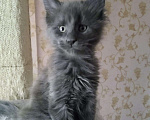 Кошки в Снежинске: Продажа котят Мейн кун, 9 000 руб. - фото 4