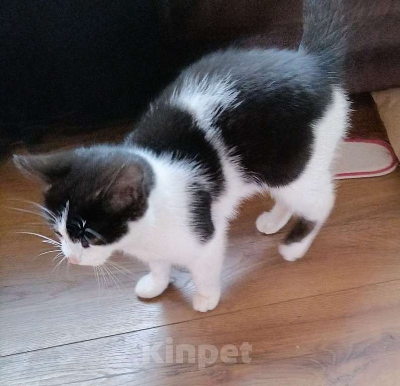 Кошки в других городах Московской области: Котик  ищет добрую хозяйку  Мальчик, Бесплатно - фото 1