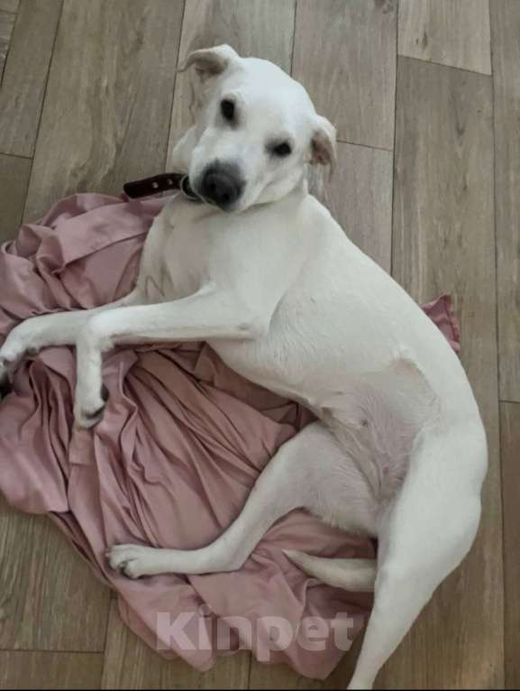 Собаки в Москве: Белый обтянутый кожей скелет Бемби Девочка, 10 руб. - фото 4