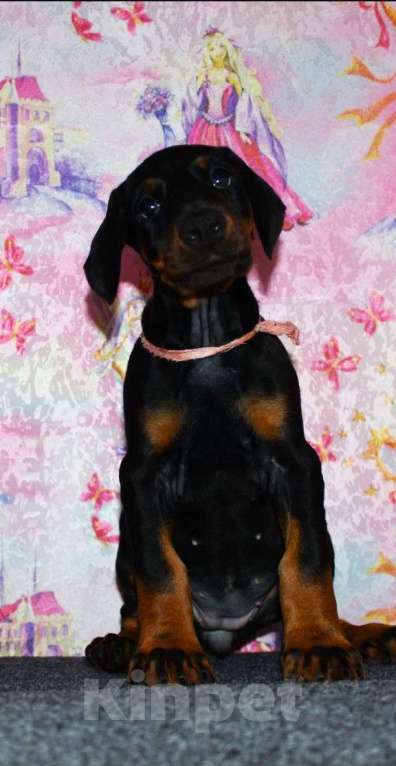 Собаки в Екатеринбурге: Щенки добермана Мальчик, 80 000 руб. - фото 3