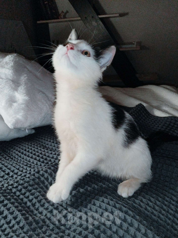 Кошки в других городах Московской области: Малыш Руни в добрые руки Мальчик, Бесплатно - фото 3