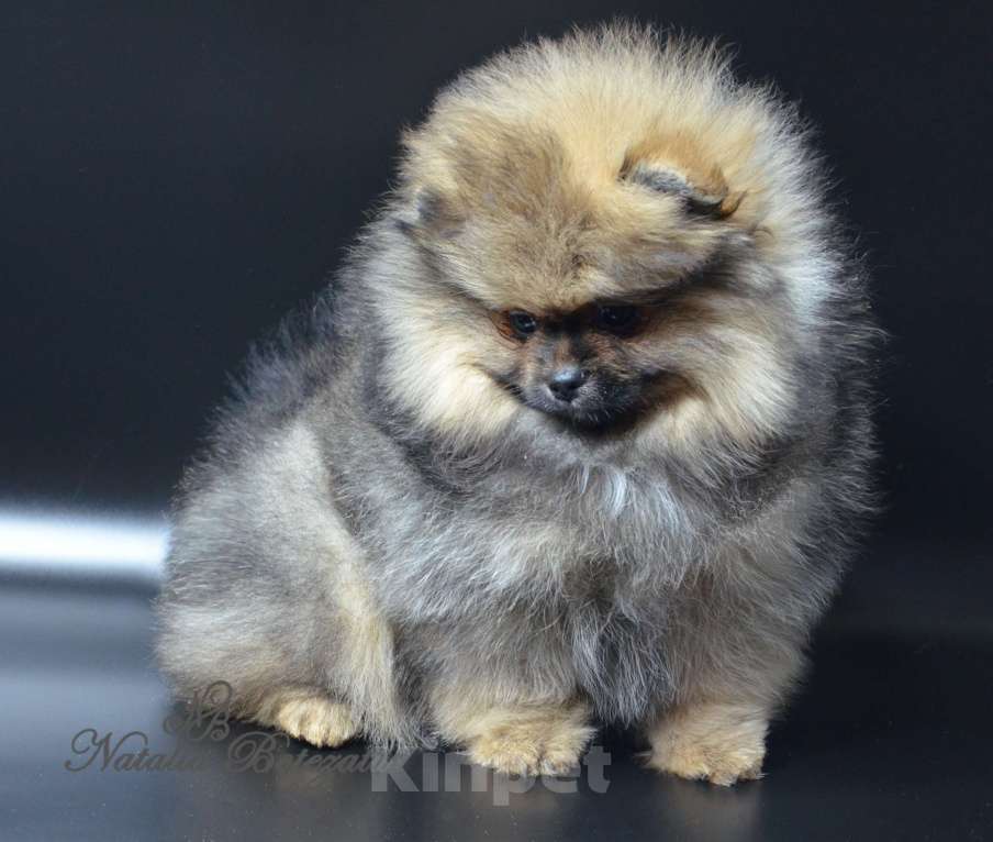 Собаки в Химках: Померанский шпиц девочка Девочка, Бесплатно - фото 3