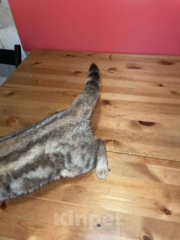 Кошки в Москве: мальчик Мальчик, 30 000 руб. - фото 7