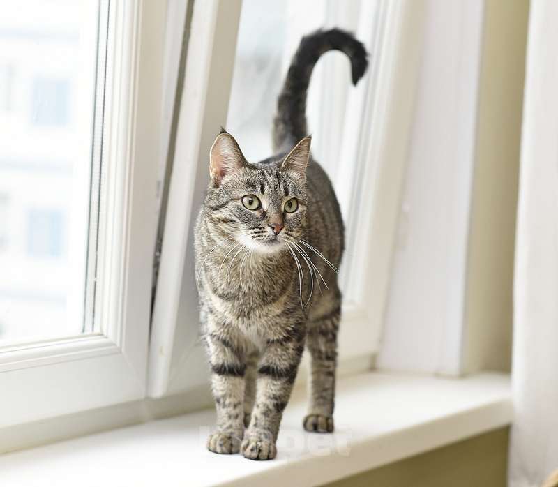 Кошки в Москве: Ласковая полосатая кошка Ириска с кистями на ушах ищет дом Девочка, Бесплатно - фото 6