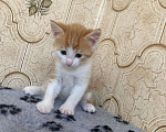 Кошки в Волгограде: Котята в добрые руки Девочка, Бесплатно - фото 4