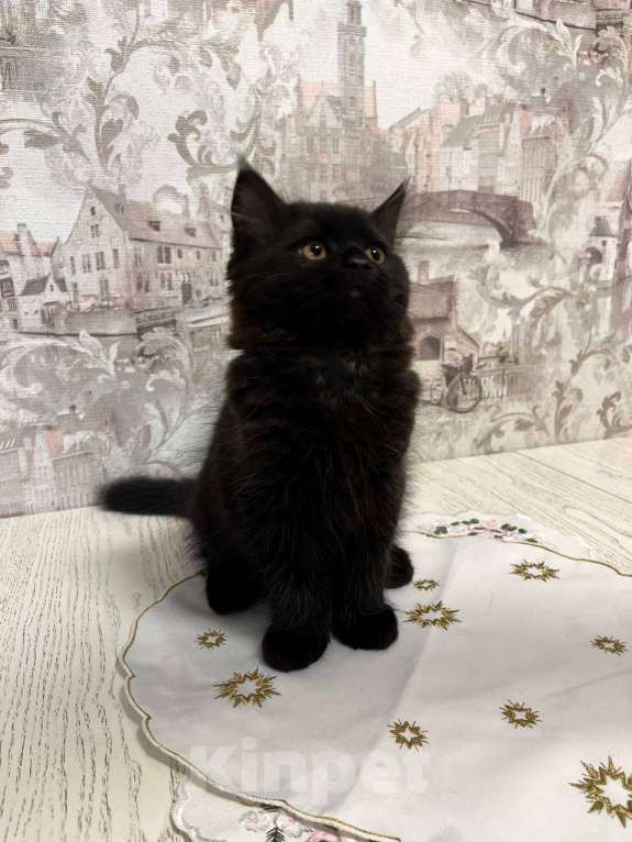 Кошки в Москве: ⭐ Продаётся маленький «трактор» с золотыми фарами ⭐ Мальчик, 20 000 руб. - фото 1