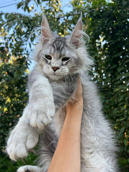 Объявление: Котята мейн-кун, 60 000 руб., Зерноград