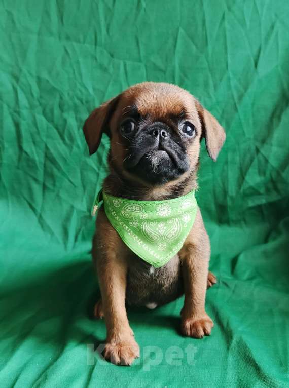 Собаки в Москве: Пти-брабансон мальчик, доставка по Москве Мальчик, 30 000 руб. - фото 2