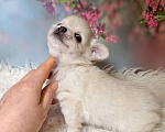 Собаки в Москве: Нежная Зефиринка Девочка, 75 000 руб. - фото 2