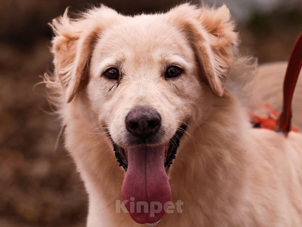 Собаки в Москве: Золотистый ретривер в добрые руки Девочка, Бесплатно - фото 1