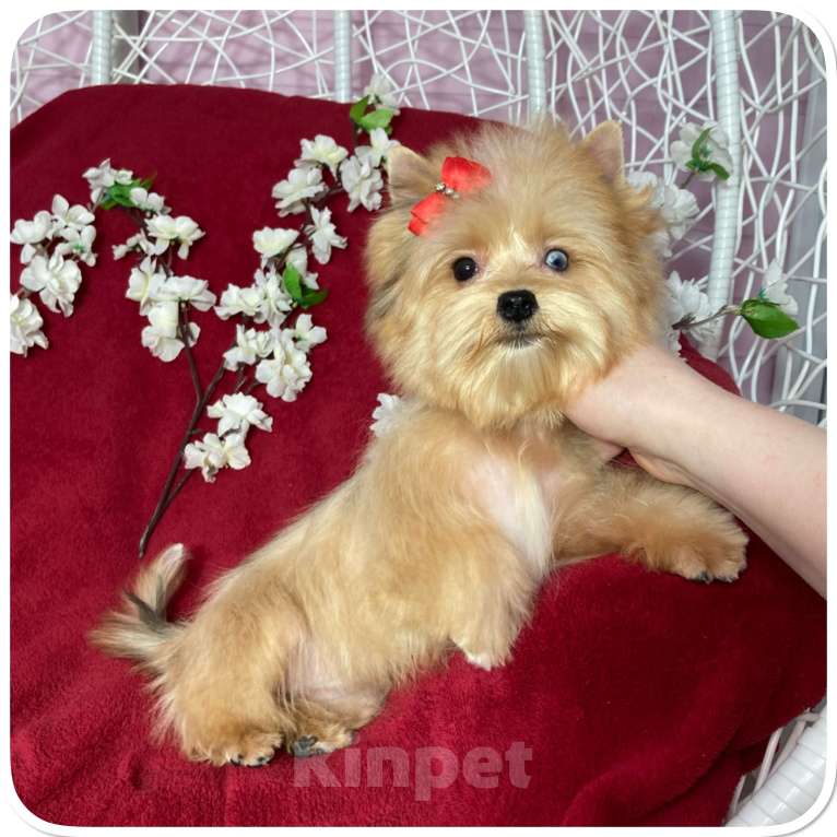 Собаки в Москве: Рыжий йорк с голубыми глазами мини девочка Девочка, 95 000 руб. - фото 6