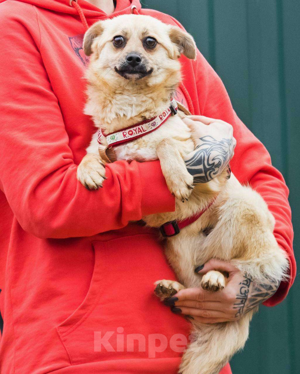 Собаки в других городах Московской области: Тэя :) 5 кг в добрые руки Девочка, Бесплатно - фото 4