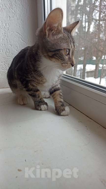 Кошки в других городах Московской области: Малыш в добрые руки Мальчик, Бесплатно - фото 3