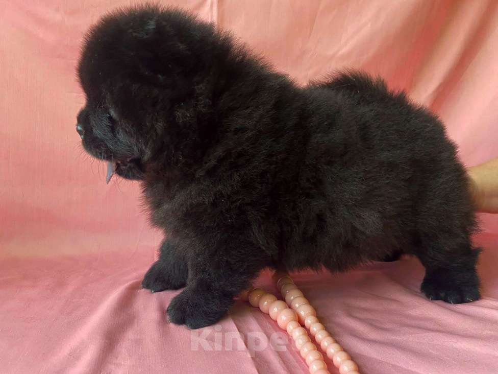 Собаки в Санкт-Петербурге: щенок чау чау Девочка, Бесплатно - фото 2
