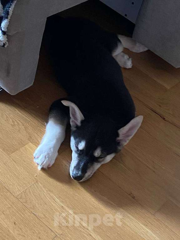 Собаки в Тюмени: Отдам щенка 3 месяца в добрые руки! (Ухоженный найденыш) Мальчик, Бесплатно - фото 3