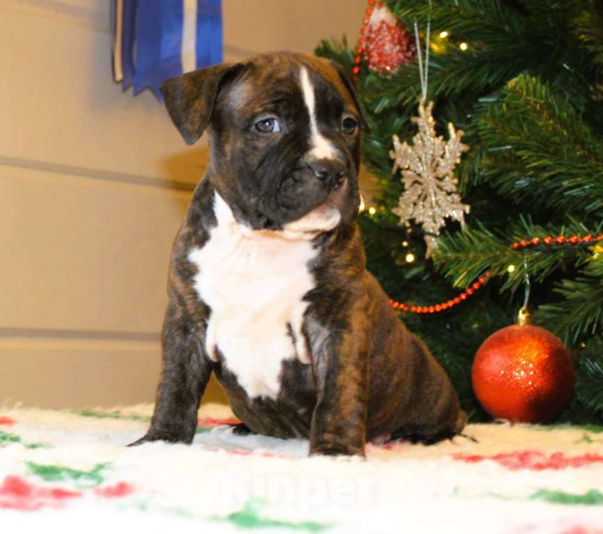 Собаки в других городах Московской области: Мальчик амстафф Мальчик, 60 000 руб. - фото 1