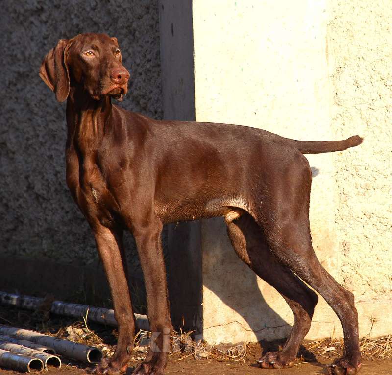 Собаки в других городах Московской области: Щенок  курцхаар Мальчик, 150 000 руб. - фото 5