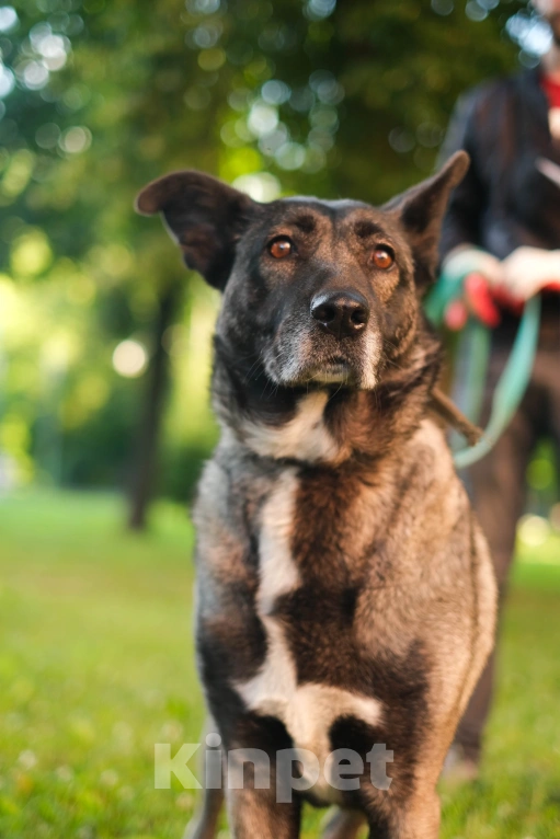 Собаки в Санкт-Петербурге: Грейс из приюта в добрые руки Девочка, Бесплатно - фото 10