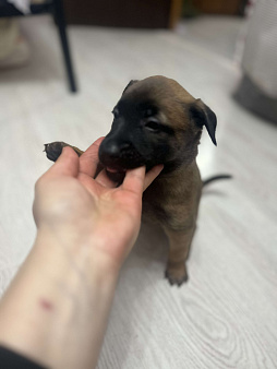 Малинуа для спорта, работы, выставок и просто активной жизни