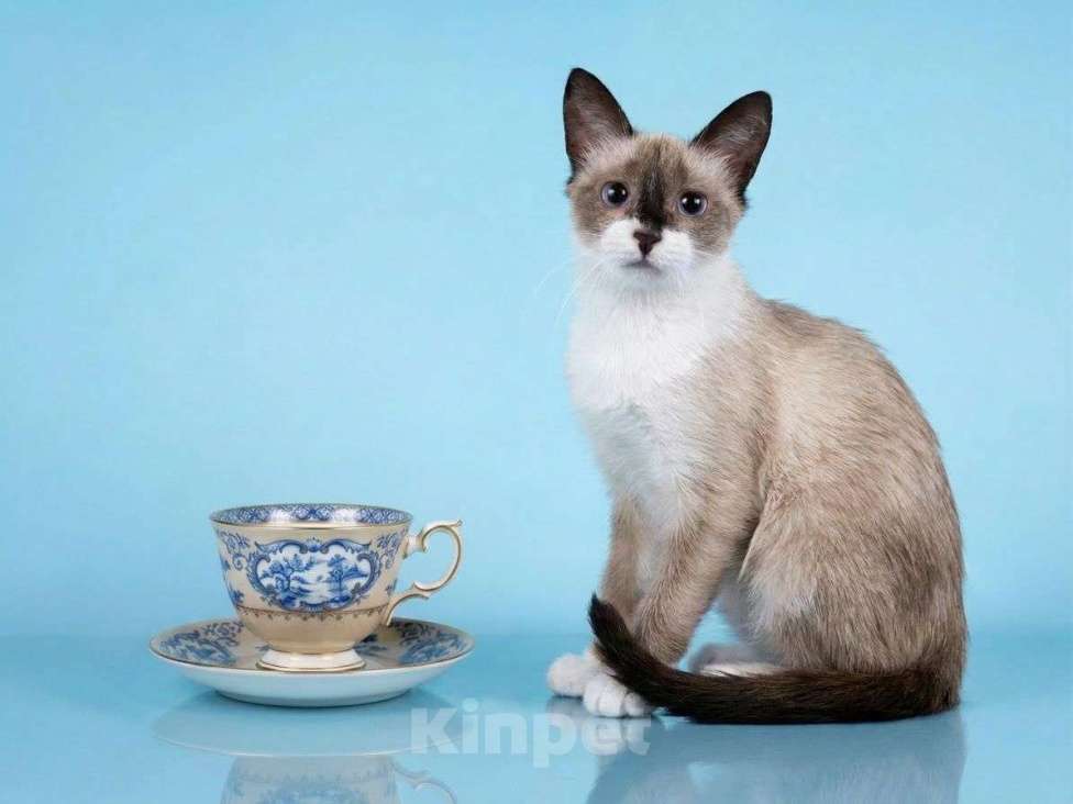 Кошки в Москве: Юная сиамская кошечка Колокольчик Девочка, Бесплатно - фото 1