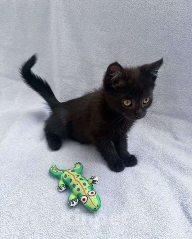 Кошки в Москве: Черный котенок мальчик в добрые руки Мальчик, Бесплатно - фото 3