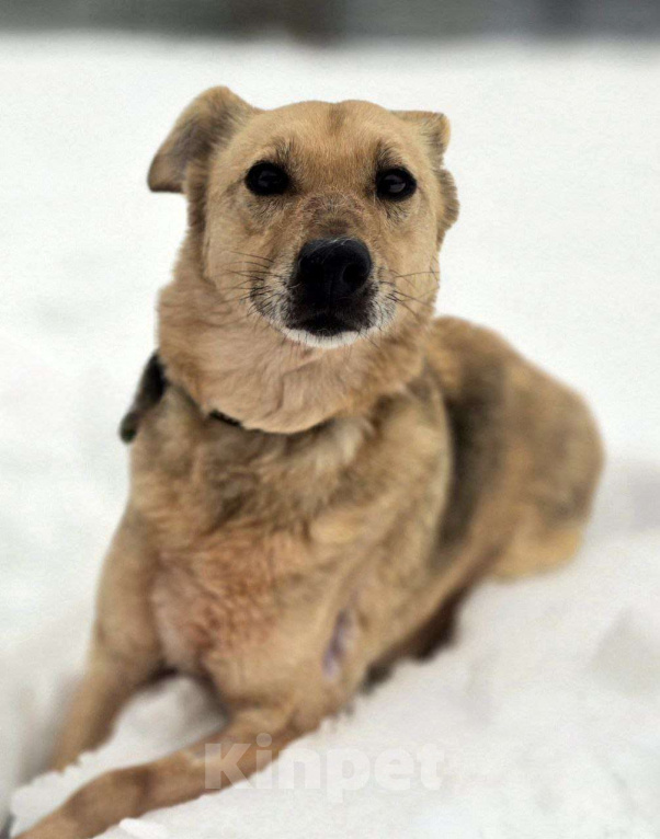 Собаки в Королеве: Мушка. 9 долгих лет в приюте! Девочка, Бесплатно - фото 5