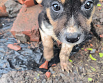 Собаки в Ростове-на-Дону: Щенки девочки в добрые руки Девочка, Бесплатно - фото 2
