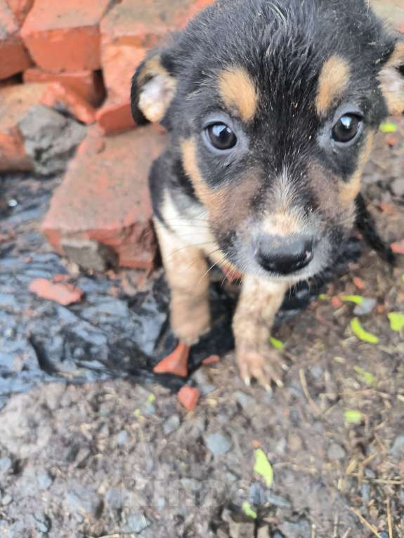 Собаки в Ростове-на-Дону: Щенки девочки в добрые руки Девочка, Бесплатно - фото 2