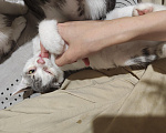 Кошки в Кемерово: Котята Разнополые, Бесплатно - фото 5