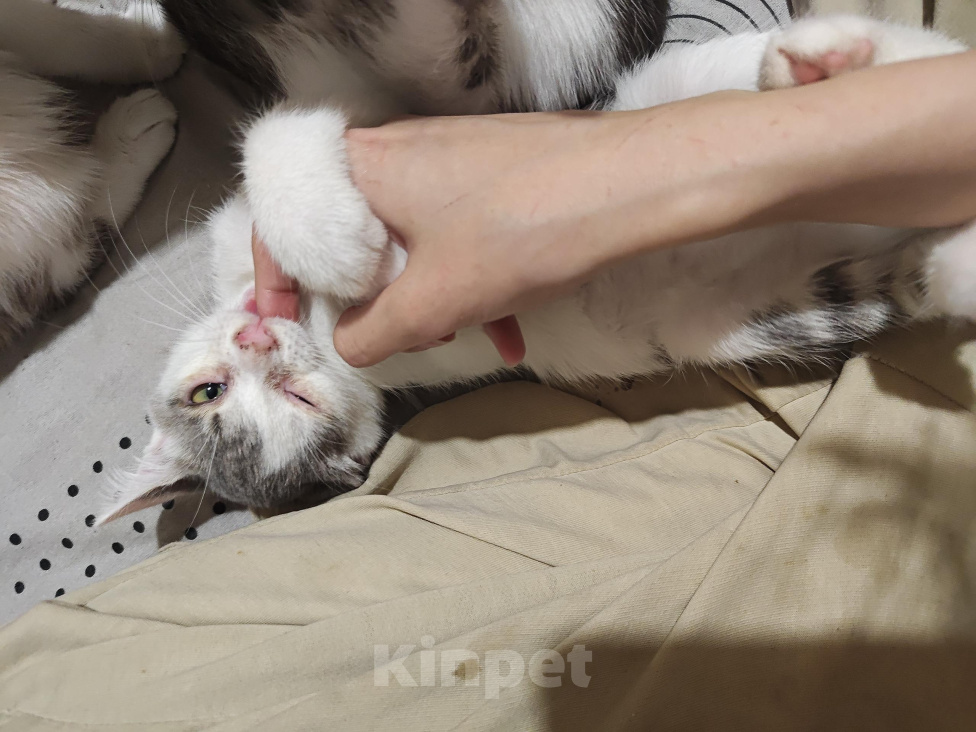 Кошки в Кемерово: Котята Разнополые, Бесплатно - фото 5