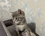 Кошки в Пензе: Отдам котенка в добрые руки🩵 Мальчик, Бесплатно - фото 5