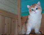 Кошки в Владивостоке: Золотой Британский котёнок Мальчик, 50 000 руб. - фото 4